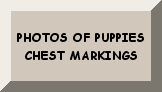 CLICK HERE TO SEE PUPPIES CHEST MARKS